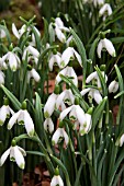 GALANTHUS VIRIDIPICE