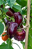 SWEET PEPPER SNACKING PURPLE