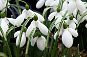 GALANTHUS BYFIELD SPECIAL