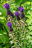 MUSCARI COMOSUM