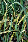 LEEK RUST ON GARLIC