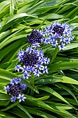 SCILLA PERUVIANA