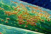 LEEK RUST ON GARLIC