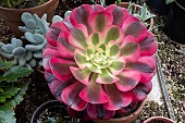 AEONIUM MEDUSA