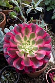 AEONIUM MEDUSA