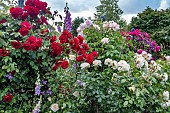ROSE BORDER
