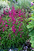 PENSTEMON GARNET