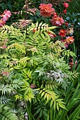 SORBARIA SORBIFOLIA CEM PBR
