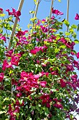 CLEMATIS MADAME JULIA CORREVON