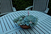 ECHEVARIA TABLE DECORATION