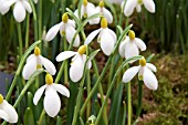 GALANTHUS PLICATUS PRIMROSE WARBURG