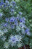 ERYNGIUM BOURGATII PICOS BLUE