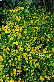 LYSIMACHIA NUMMULARIUM
