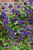 CLEMATIS WISLEY