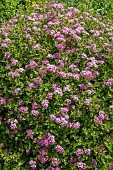 SPIREA JAPONICA LITTLE PRINCESS