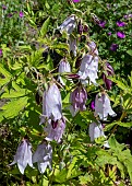 CAMPANULA BURGHALTII
