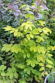 FILIPENDULA ULMARIA AUREA