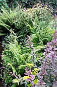 FOLIAGE BORDER