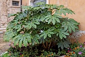 FATSIA JAPONICA