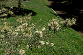 ACACIA ULICIFOLIA