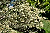 ACACIA ULICIFOLIA