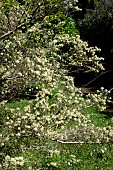ACACIA ULICIFOLIA