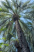 BUTIA CAPITATA