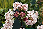 VIBURNUM X BODNANTENSE DAWN AGM