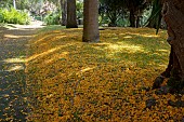 FLOWER CARPET TIPUANA TIPU FLOWERS