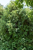CEPHALOTAXUS HARRINGTONII