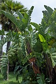 STRELITZIA NICHOLII