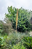 DASYLIRION WHEELERI