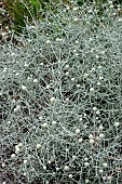 LEUCOPHYTA BROWNII