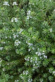 WESTRINGIA FRUTICOSA