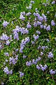 DURANTA ERECTA