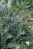 ENCEPHALARTOS HORRIDUS