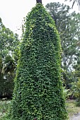 MUCUNA SEMPERVIRENS