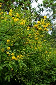 VACHELLIA KARROO