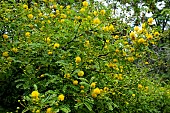 VACHELLIA KARROO