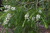 MELALEUCA BRACTEATA