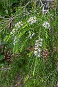 MELALEUCA BRACTEATA