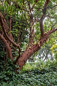 ARBUTUS X THURETIANA