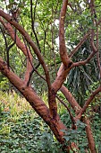 ARBUTUS ANDRACHNE