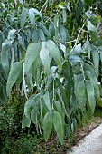 EUCALYPTUS CEPHALOCARPA