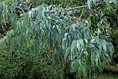 EUCALYPTUS CEPHALOCARPA