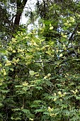 ACACIA PARAMALLENSIS