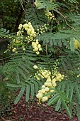 ACACIA PARAMALLENSIS