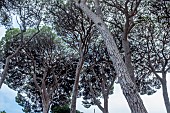 PINUS PINEA 1860 PLANTINGS