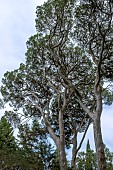 PINUS PINEA 1860 SPECIMENS