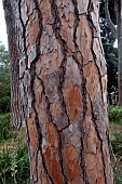 PINUS PINEA BARK FEATURE